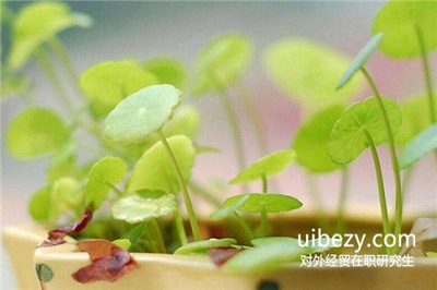 專科學歷應如何報考對外經濟貿易大學在職研究生? 專科學歷應如何報考對外經濟貿易大學在職研究生?